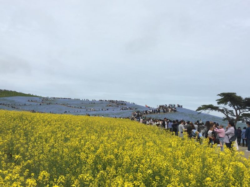 ひたち海浜公園