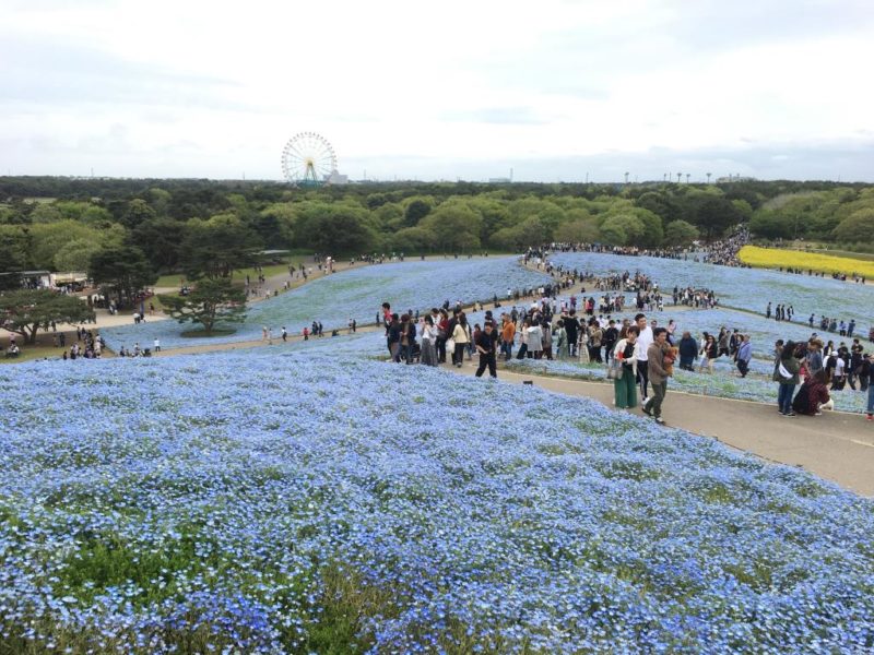 ひたち海浜公園